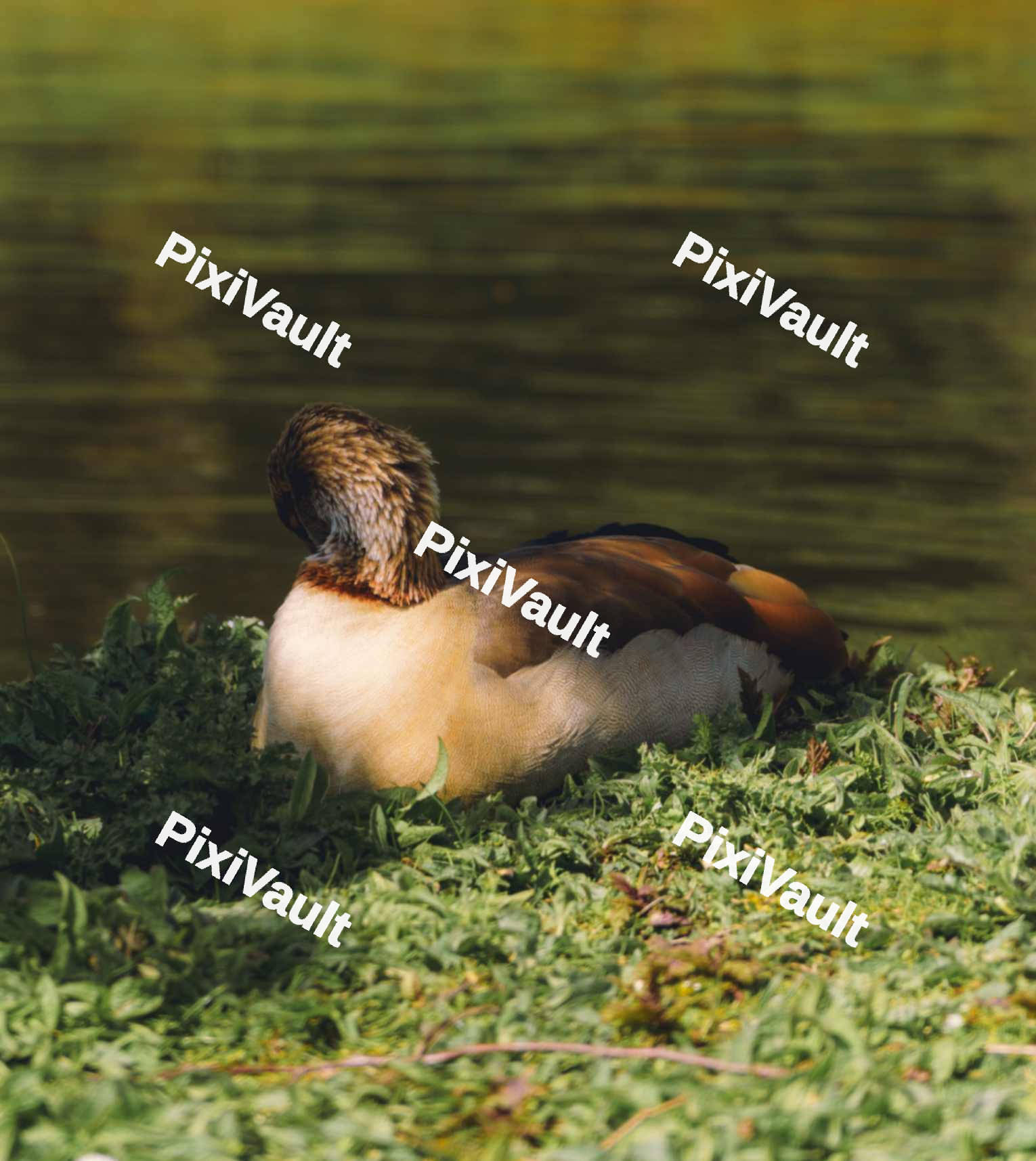 Egyptian Goose